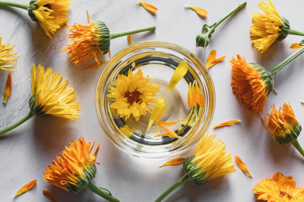 Calendula
