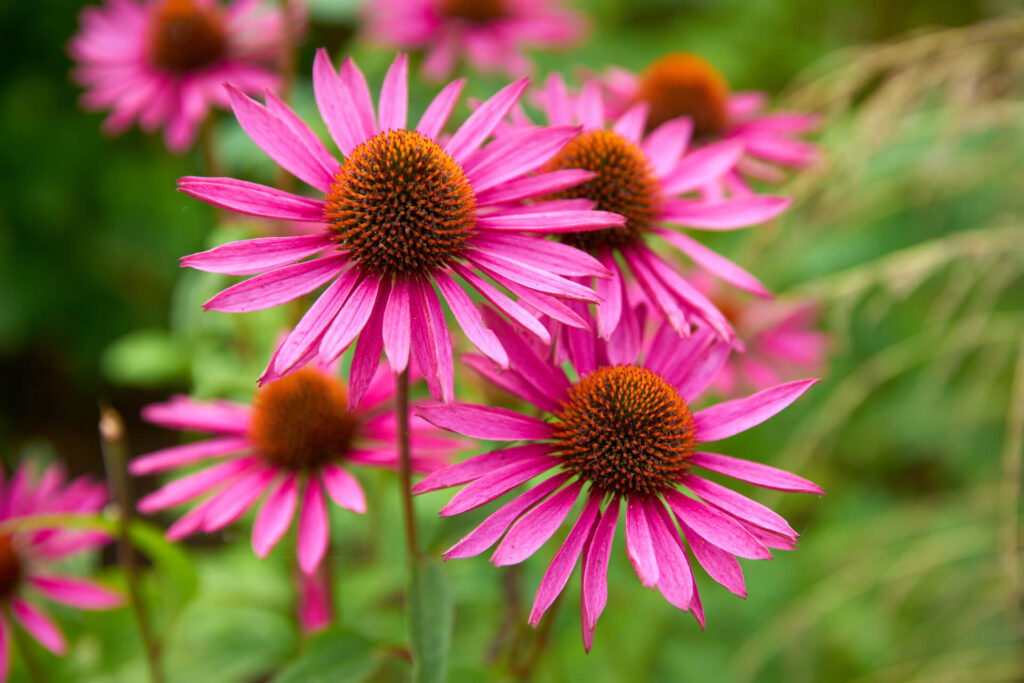 Echinacea