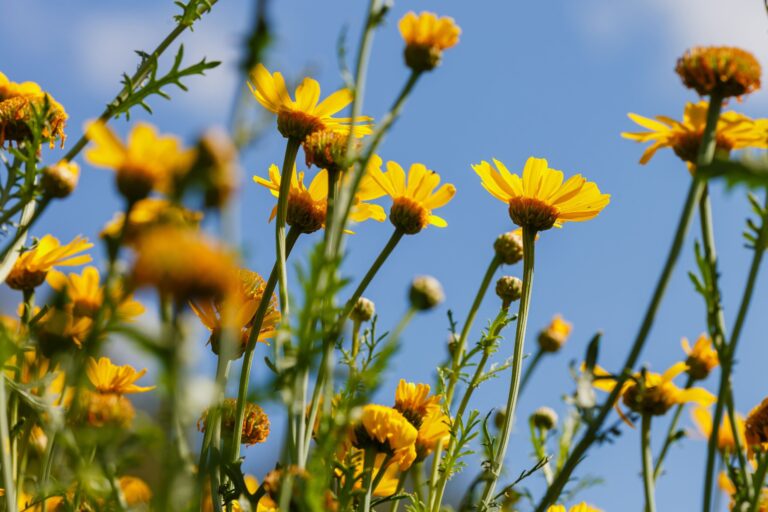 arnica