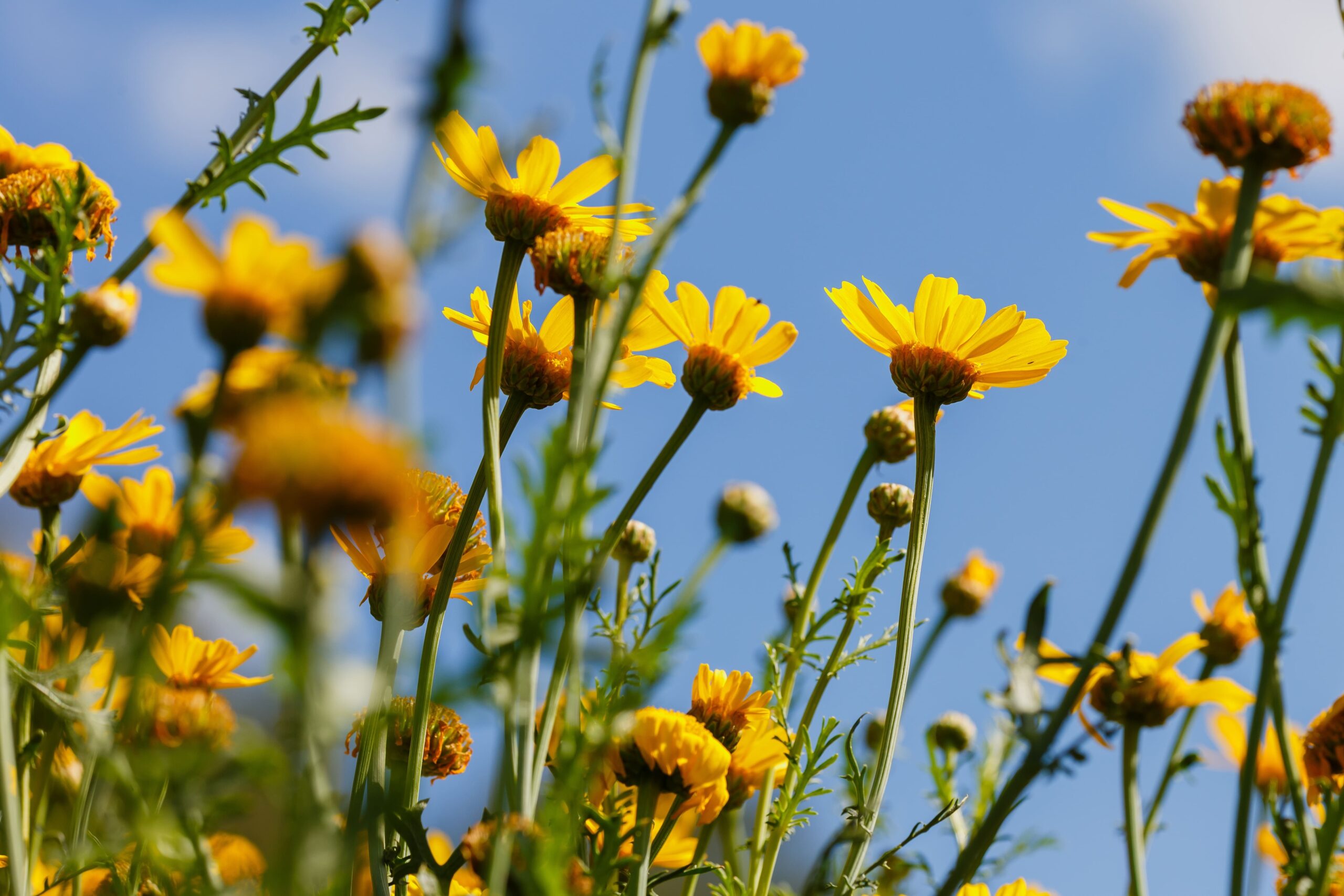 arnica