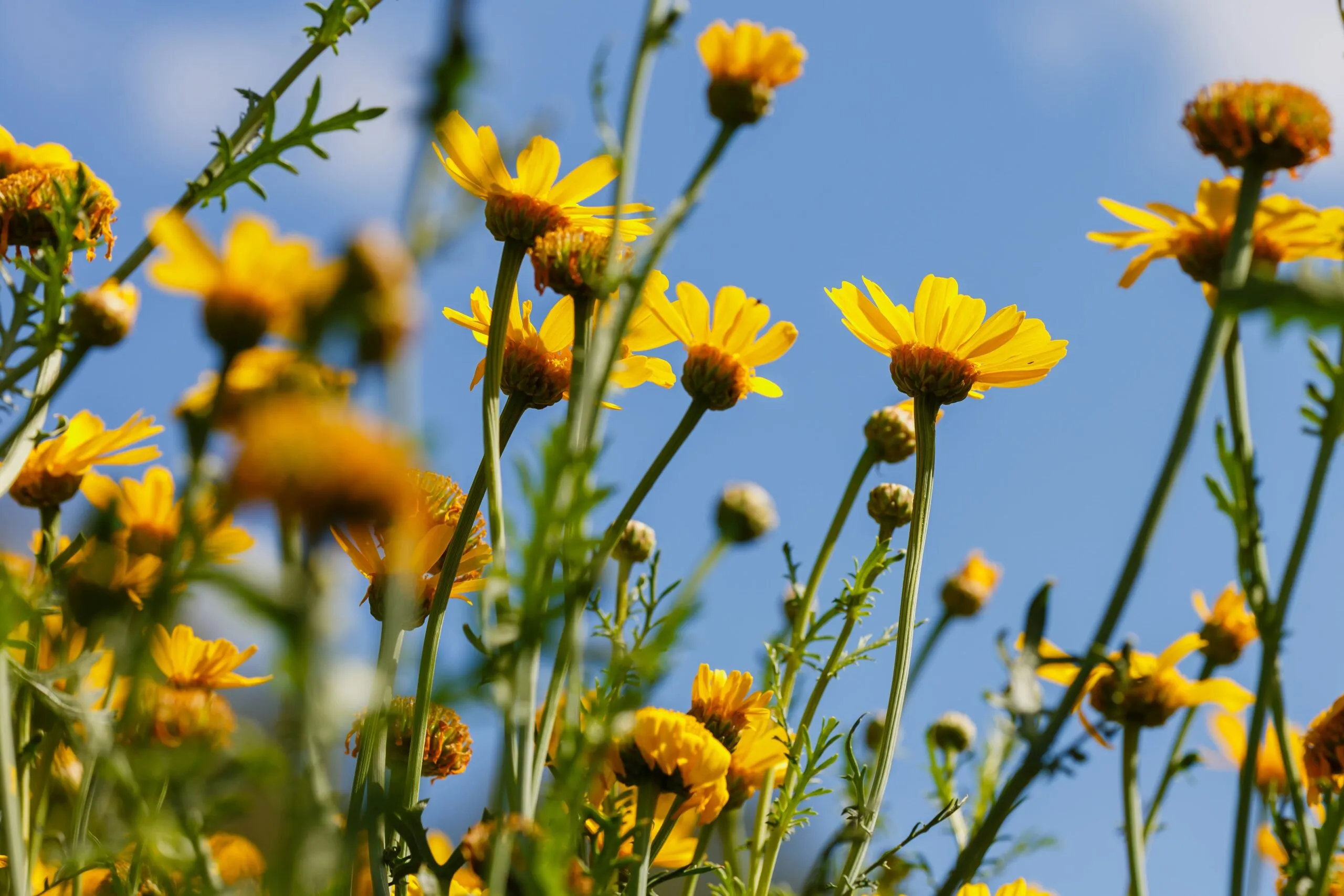 arnica