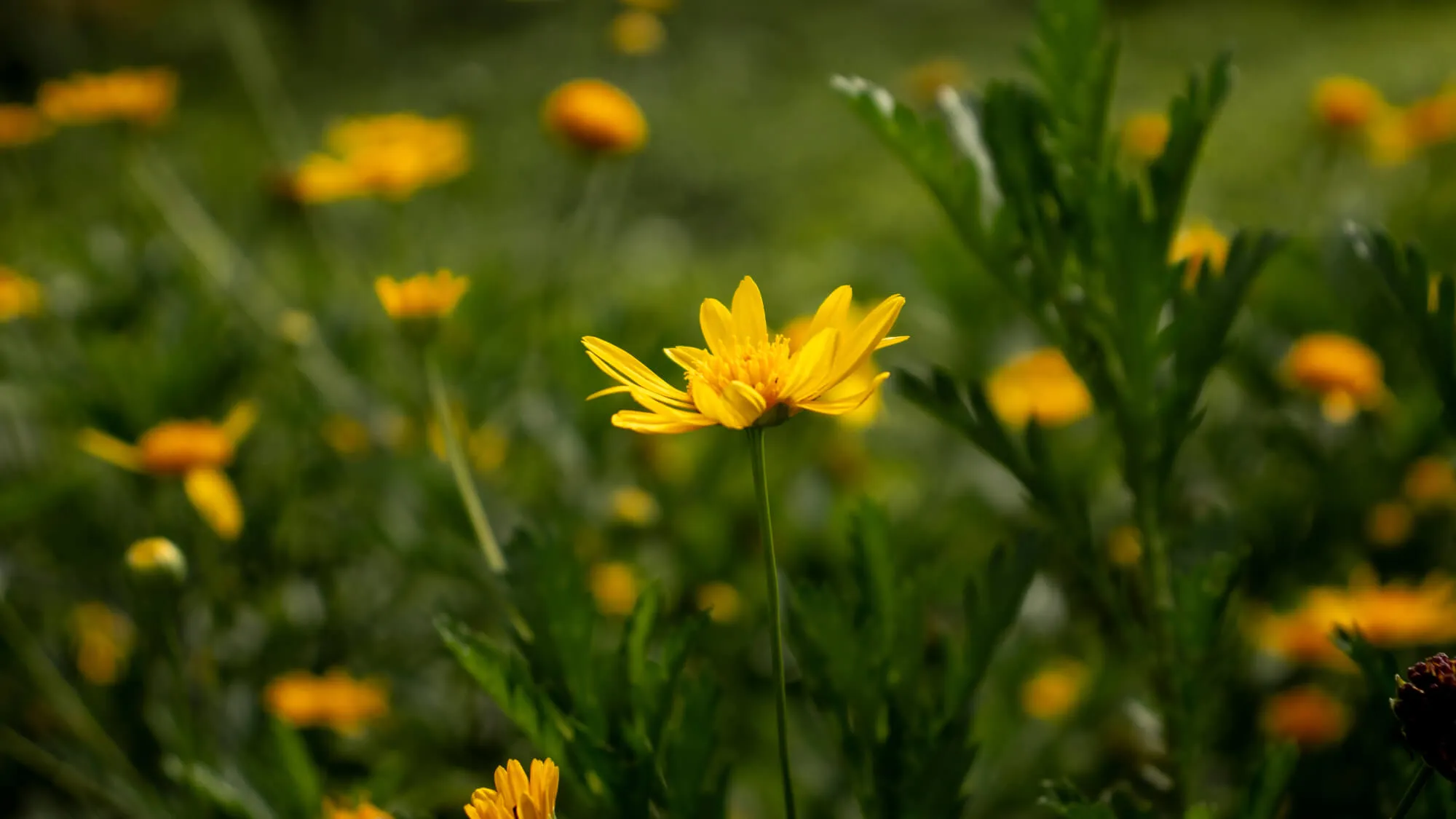 Arnica