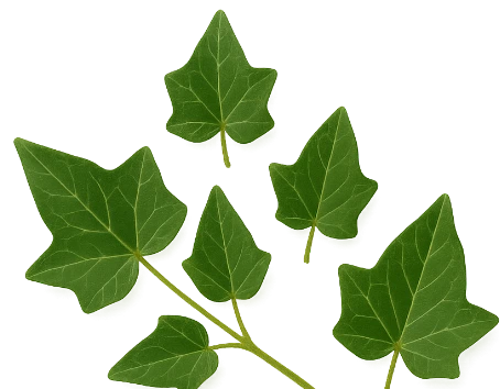 edera footer naturwaren