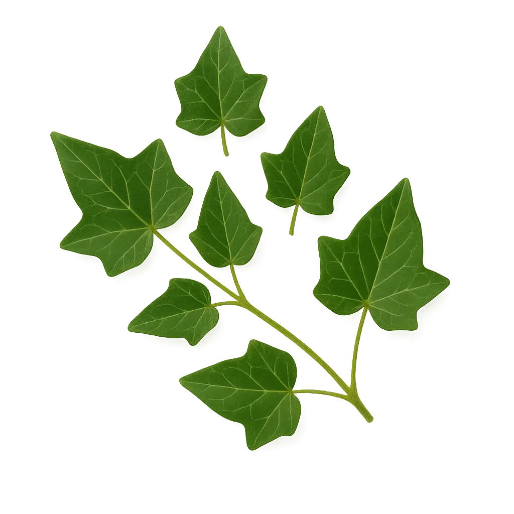 edera naturwaren