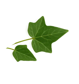 edera naturwaren