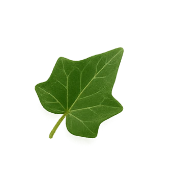 edera sfondo naturwaren