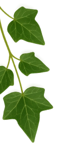edera background
