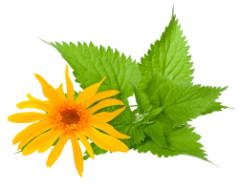 arnica montana